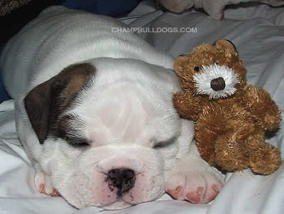 English Bulldog puppies for sale