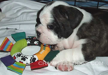 English Bulldog puppies for sale