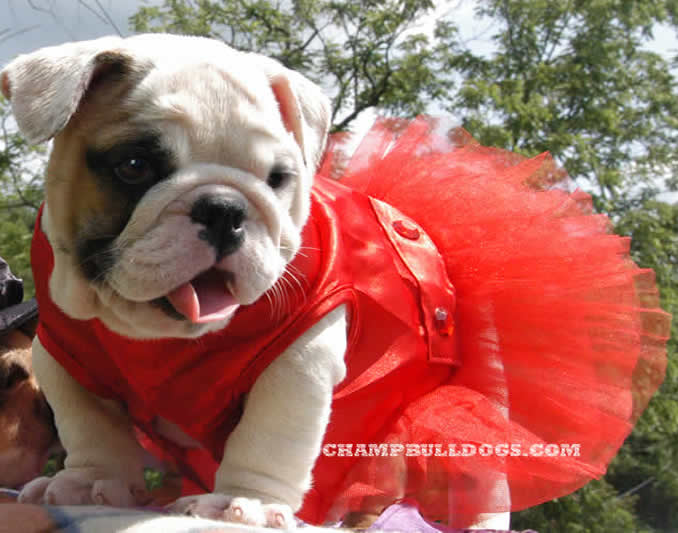 English bulldog puppies for sale