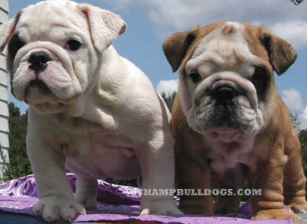 English bulldog puppies for sale