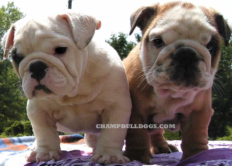English bulldog puppies for sale
