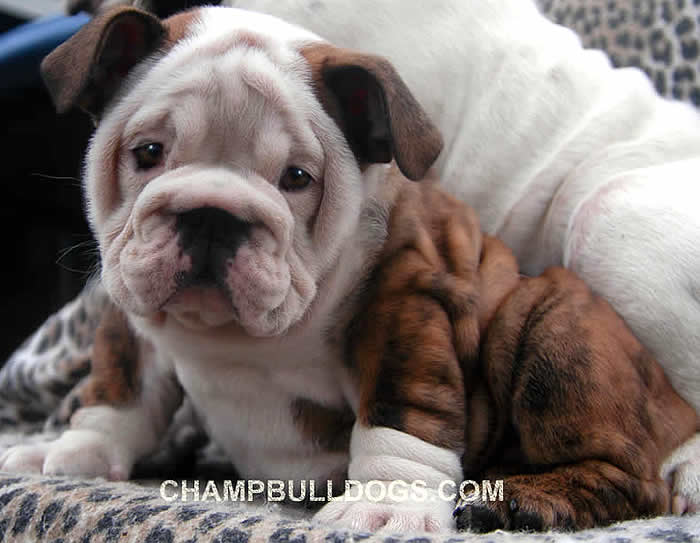 English Bulldog puppies for sale