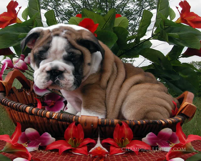 Bulldog for sale