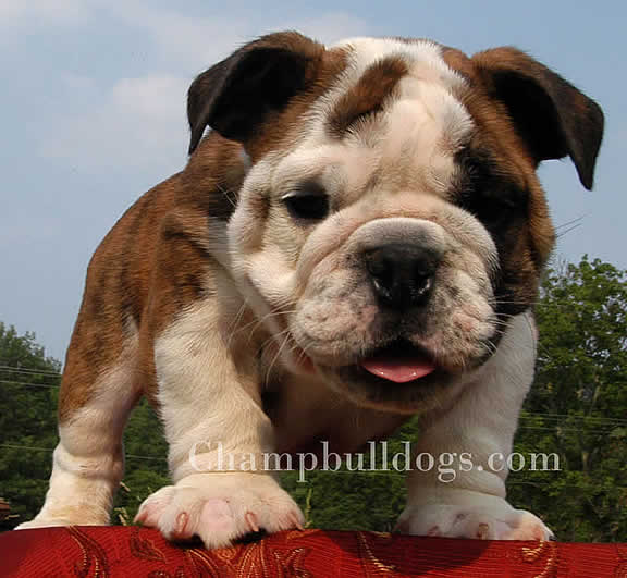 Bulldog puppy for sale