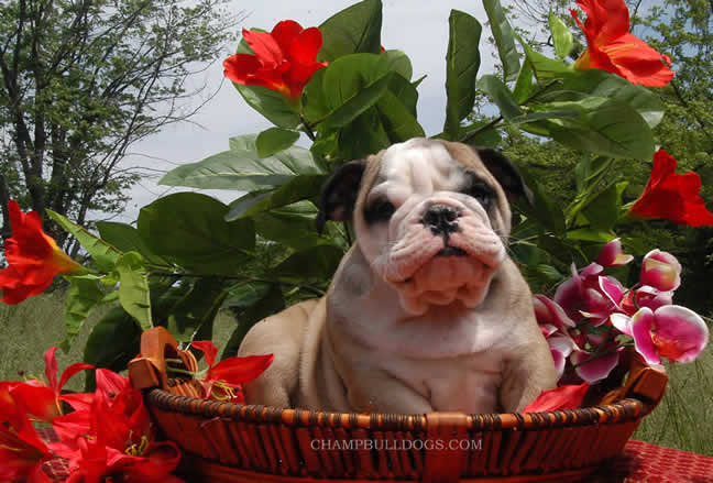Bulldog for sale