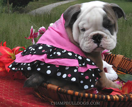 Bulldog puppy