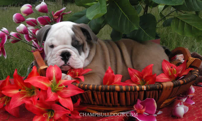 English Bulldog puppy