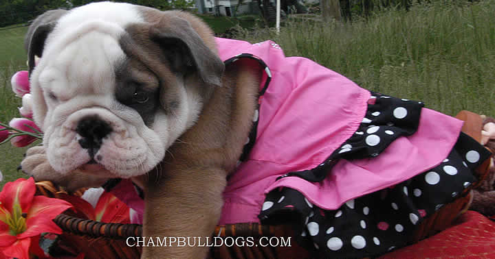 Bulldog puppy pictures