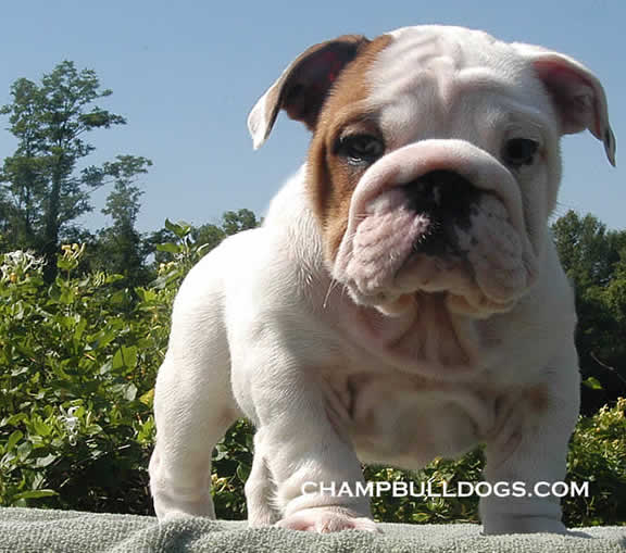 Bulldog for sale