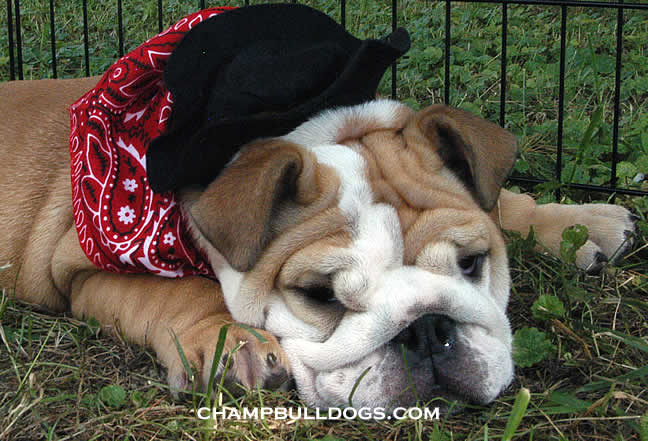 Bulldog puppies for sale