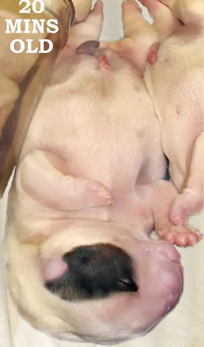 English Bulldog stud service
