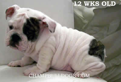 English Bulldog puppies