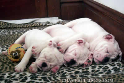 English Bulldog puppies