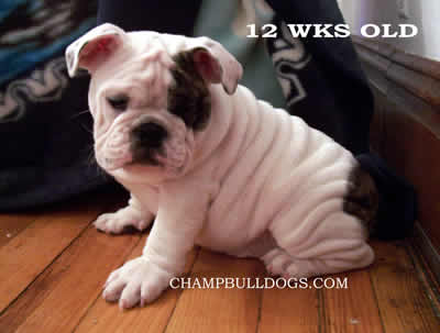 English Bulldogs for sale