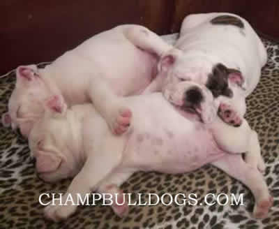 English Bulldog puppies