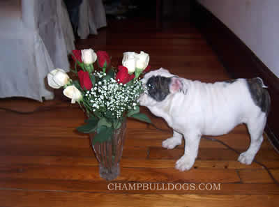 English Bulldog puppies