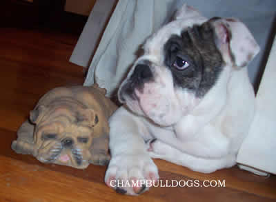 English Bulldog puppies
