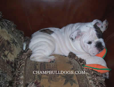 English Bulldog puppies