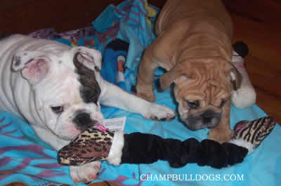 English Bulldog puppies