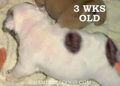 English Bulldog puppies