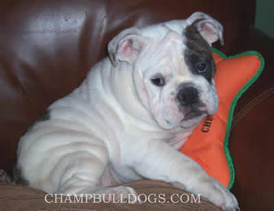 English Bulldog puppies