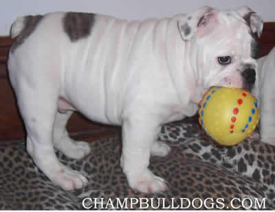 English Bulldog puppies