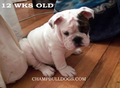 English Bulldog puppies for sale