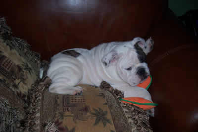 English Bulldog stud service