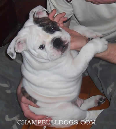 English Bulldog puppies for sale