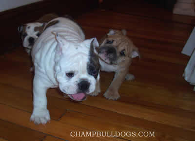 English Bulldog stud service