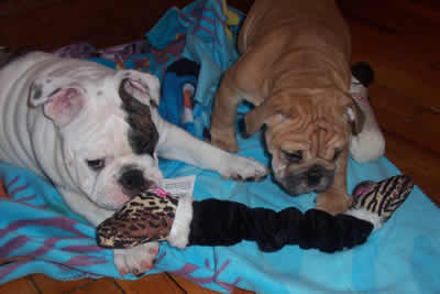 English Bulldog stud service