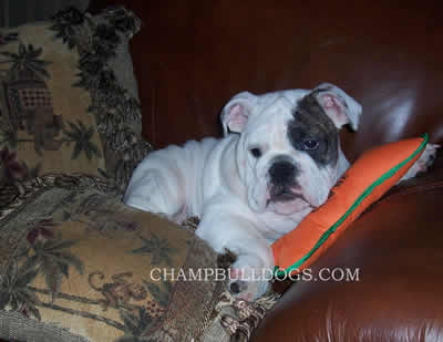 English Bulldog stud service