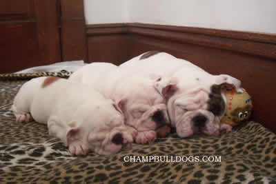 English Bulldog stud service