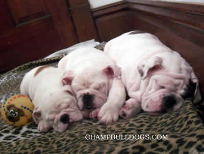 English Bulldog stud service