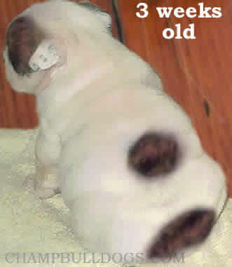 English Bulldog Champion stud service