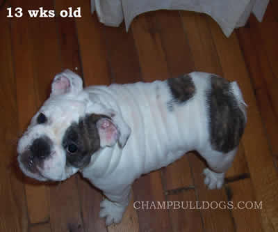 English Bulldog stud service