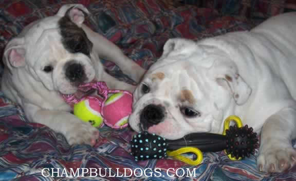 English Bulldog stud service