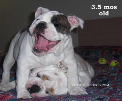 English Bulldog stud service