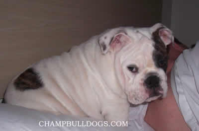English Bulldog stud service