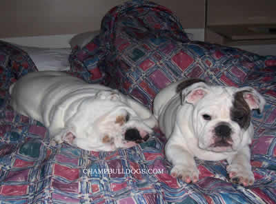 English Bulldog stud service