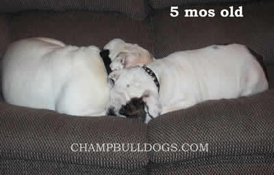 English Bulldog puppies for sale