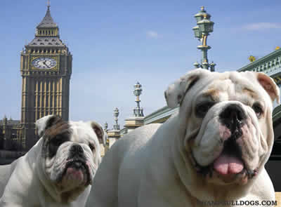 English Bulldog puppies for sale