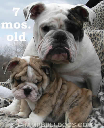 English Bulldog puppies for sale