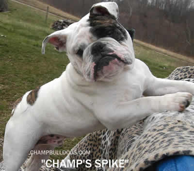 English Bulldog puppies for sale