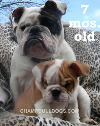 English Bulldog puppies for sale