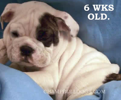 English Bulldog puppies