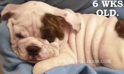English Bulldog puppies