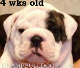 English Bulldog puppies