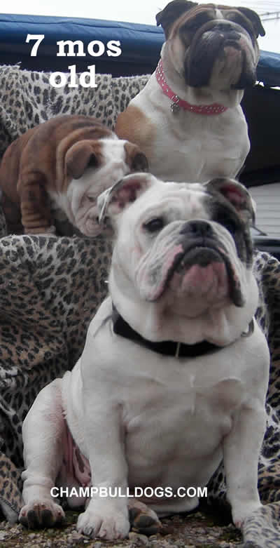 English Bulldog puppies for sale
