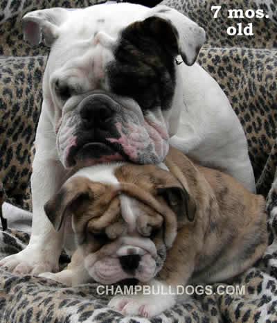 English Bulldog puppies for sale